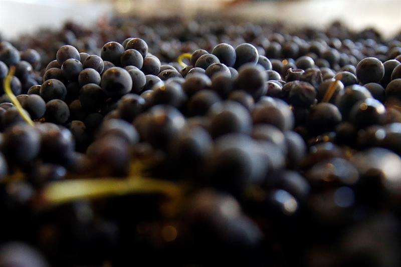  Chile berjalan melalui Eropah kuasa vitivinÃ­cola strain patrimonial