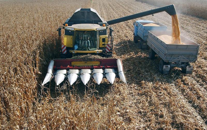 Bekalan dari Argentina dan Brazil mengurangkan harga jagung di rantau ini, menurut FAO
